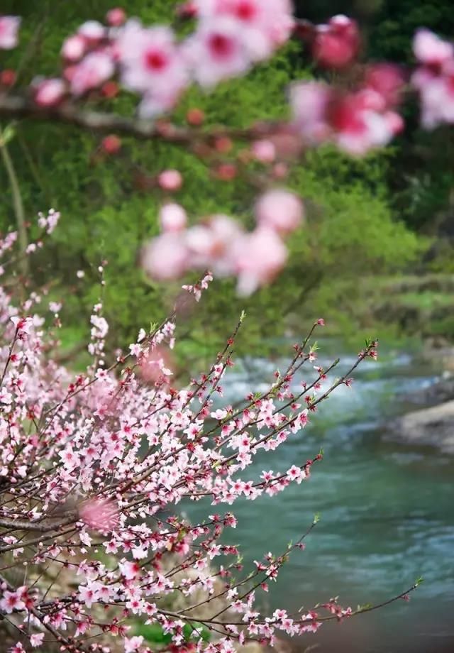 【微视频】永康桃花灼灼开 春风十里等你来