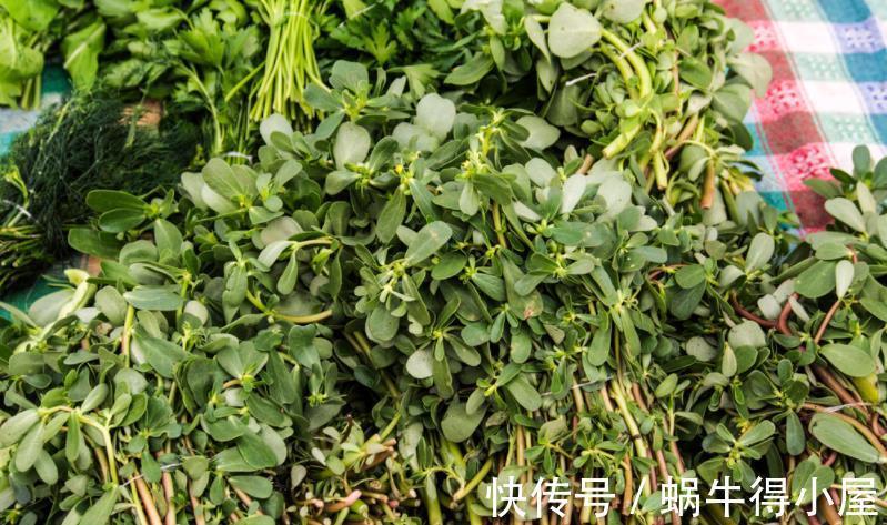 修剪|玉树的逆袭：怎么从田间野菜转变成高档盆景金枝玉叶？