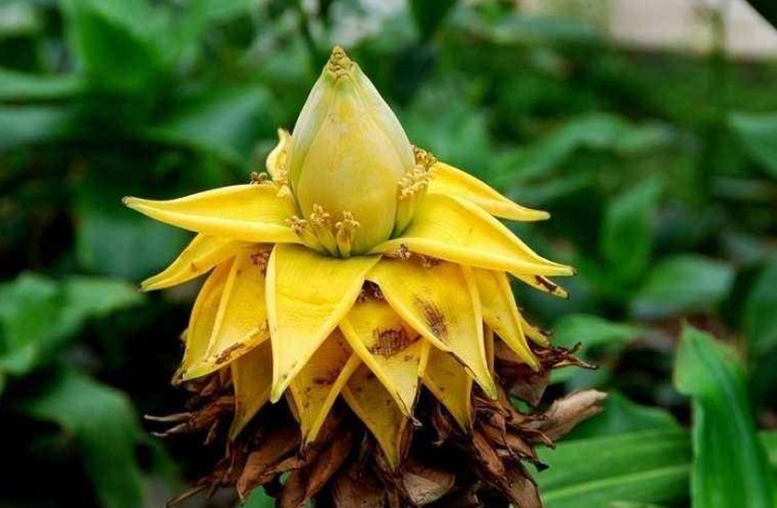 棕榈树|农村这4种野菜,见过的人很多,吃过的人很少,看看你吃过几种