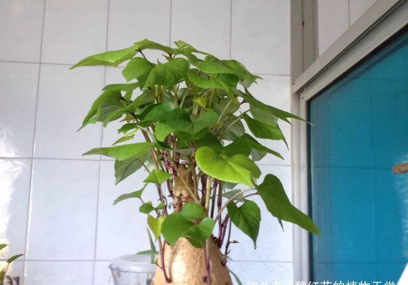 家里的有些东西,扔水里就是一盆郁郁葱葱小盆栽