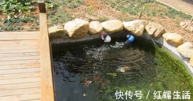 有庭院的人都开始造景观鱼池了美哭了,回家也要挖一个