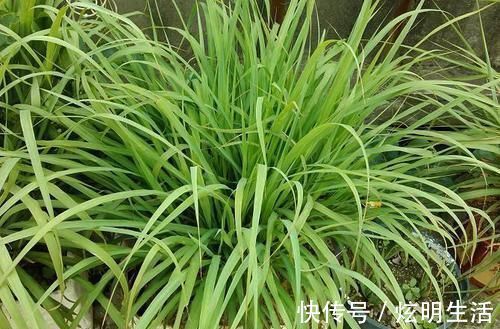 盆栽|6种“花”，自带香味，室内养1盆，比清新剂强1倍，无毒又环保