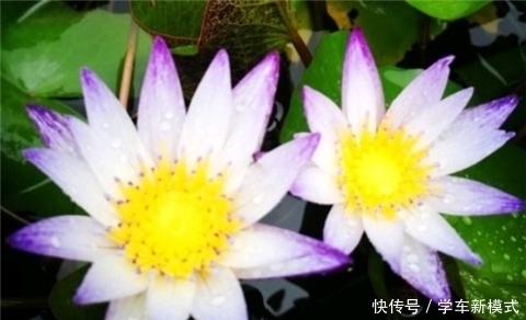 花朵|养5种花,夏天不怕热,花朵蹭蹭开,好看又好养