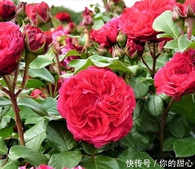 真宙|什么样的月季算优秀?盘点一下我种过的优秀月季