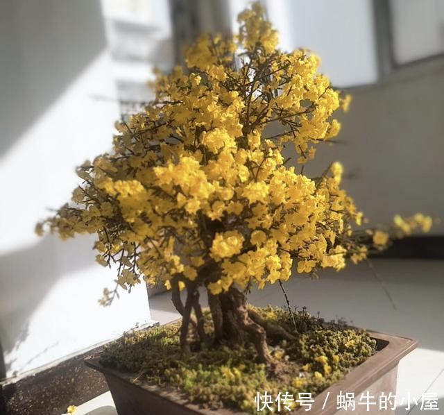 客厅|2种树养客厅，年后枝头开花，花期长达2个月，太漂亮