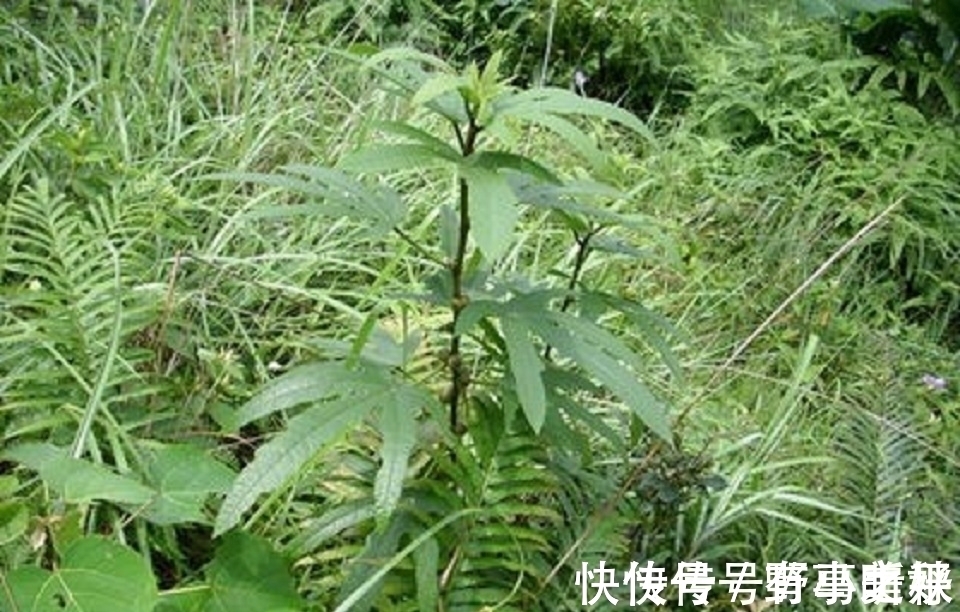 五爪龙|深山里的“五爪龙”,山里人常吃美味,是女性产后疗养的佳品