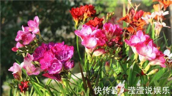 还在养绿萝家里养盆“香香花”,好看好闻,清香四溢精神好!