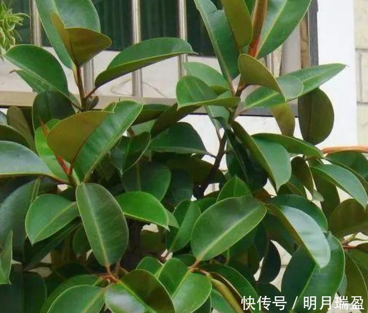 家里一定养的5种花,花开媲美玫瑰,花朵姿态万千,美