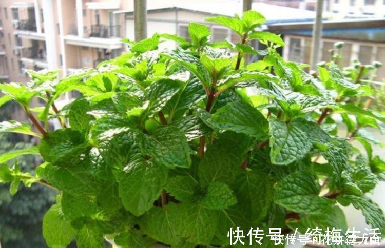 养花就养个花期长的，花大色艳，四季繁花似锦，美