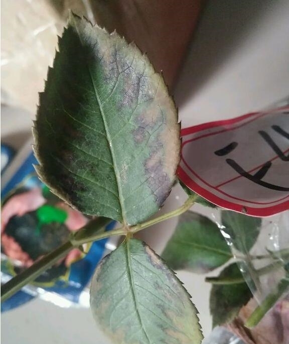 杀菌|月季得叶枯病怎么办?教你“2法”,大蒜水浇灌,快速告别叶枯病
