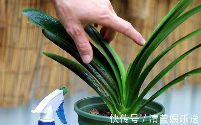 养殖|养殖君子兰盆栽,想要叶绿根茎粗得''喂点它'',在家就能自制