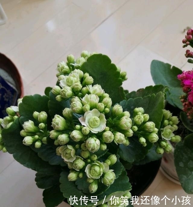 冬天|长寿花冬天不开花怎么办?控水、控枝,注意这两点,花苞挤满