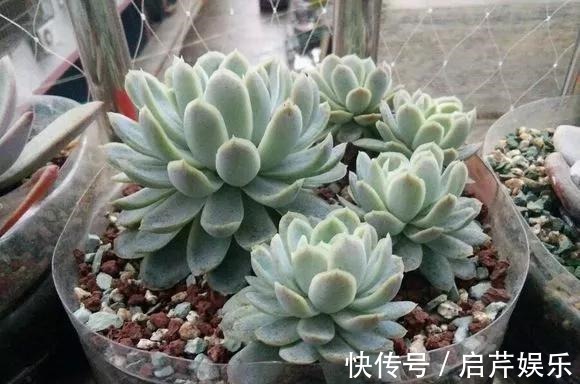 s只要家里有油桶,就不用花钱买花盆!多肉种在油桶里,叶子胖嘟嘟