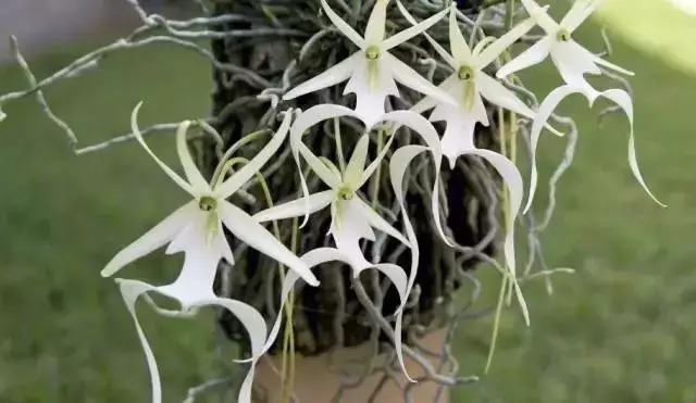 名贵植物排行,令人大开眼界!