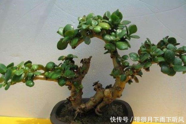 什么发财树、平安树,都不如“2种树”,养成老桩后,很值钱!