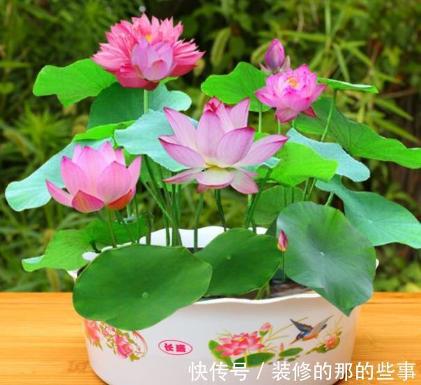 10月逛花市,7种花不能买,带回家养不好,来年不开花