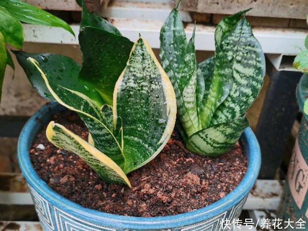 蝴蝶兰|7种花，立秋后换盆，秋冬才能越养越好