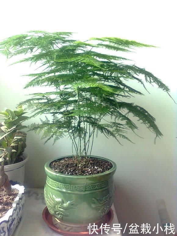  花卉|室内不知道养啥花卉？10种耐阴花，供你随意挑选