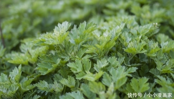秋后|立秋后，常喝艾叶水可清热驱寒，泡完脚后，血管再也不堵塞了