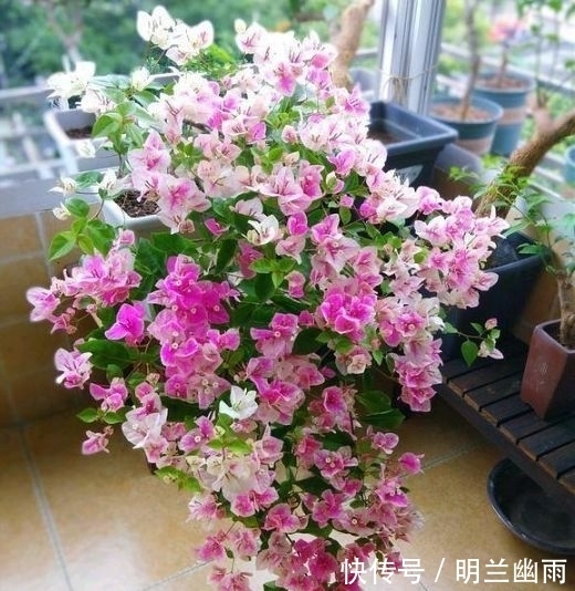 4种花高贵优雅,看了就让人沉醉,一开花就停不下来