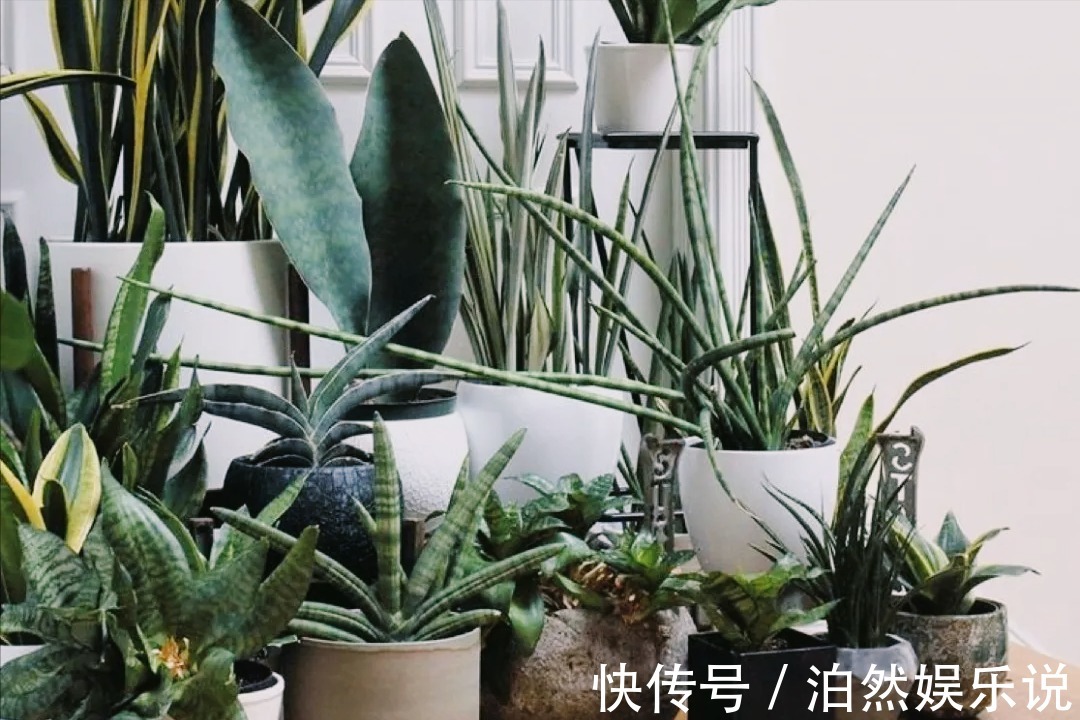 耐旱|5种客厅“懒人花”,耐阴又耐旱,天天不管它,挤出满盆大笋芽