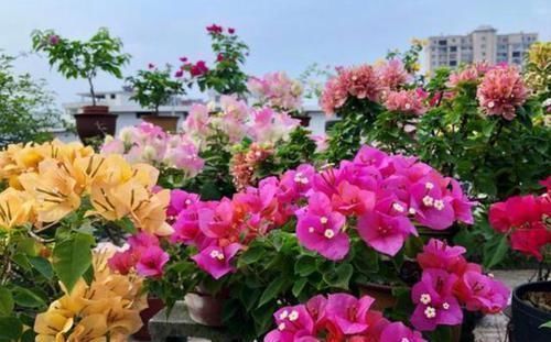 关键|养三角梅,最容易犯的3个地方,才是导致不开花的关键原因