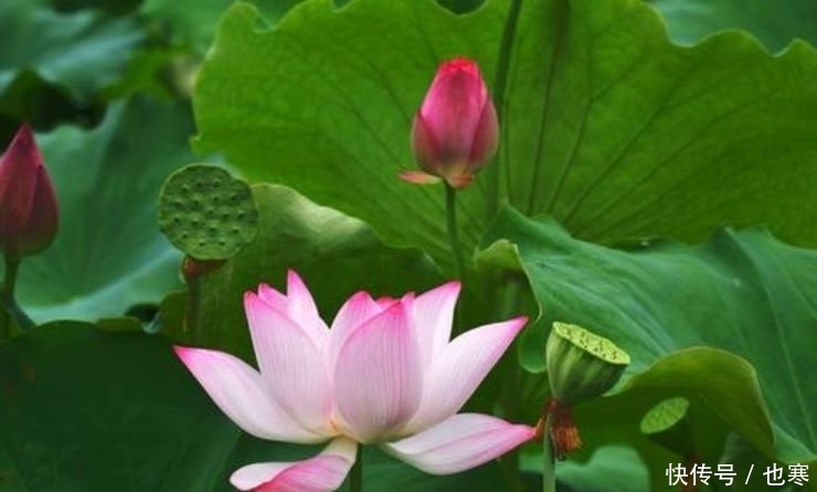 养花就养4种花,好养易活花量大,养上一盆四季欣赏,一养就上瘾