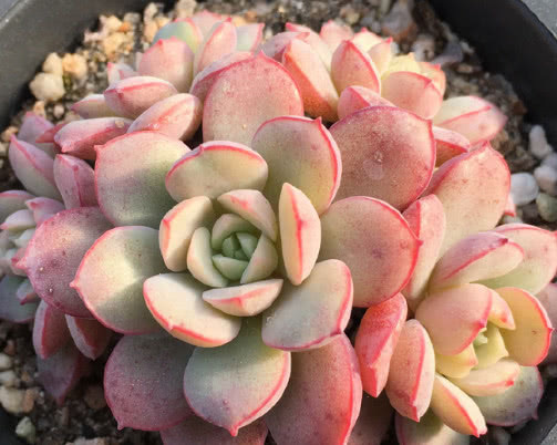 多肉凌波仙子怎么养教你3个小妙招，养出精致可爱的凌波仙子