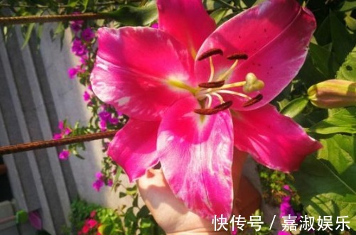 百合花|此种花比玫瑰香，花朵比2个手掌大，养在院子里人见人夸