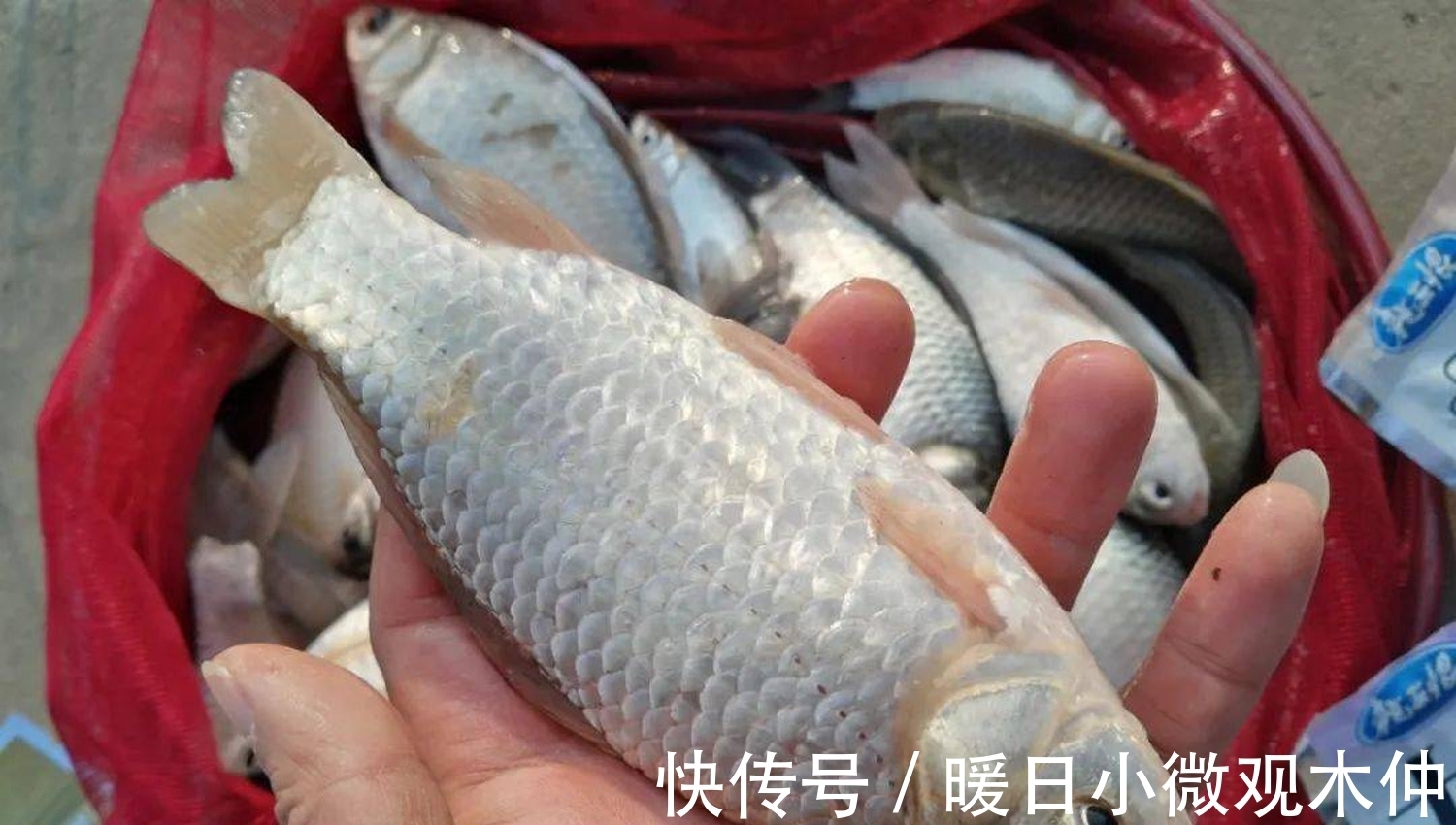 鱼竿|鲫鱼喜欢哪种味型？如何才能钓好鲫鱼? 钓鲫鱼的几个要点