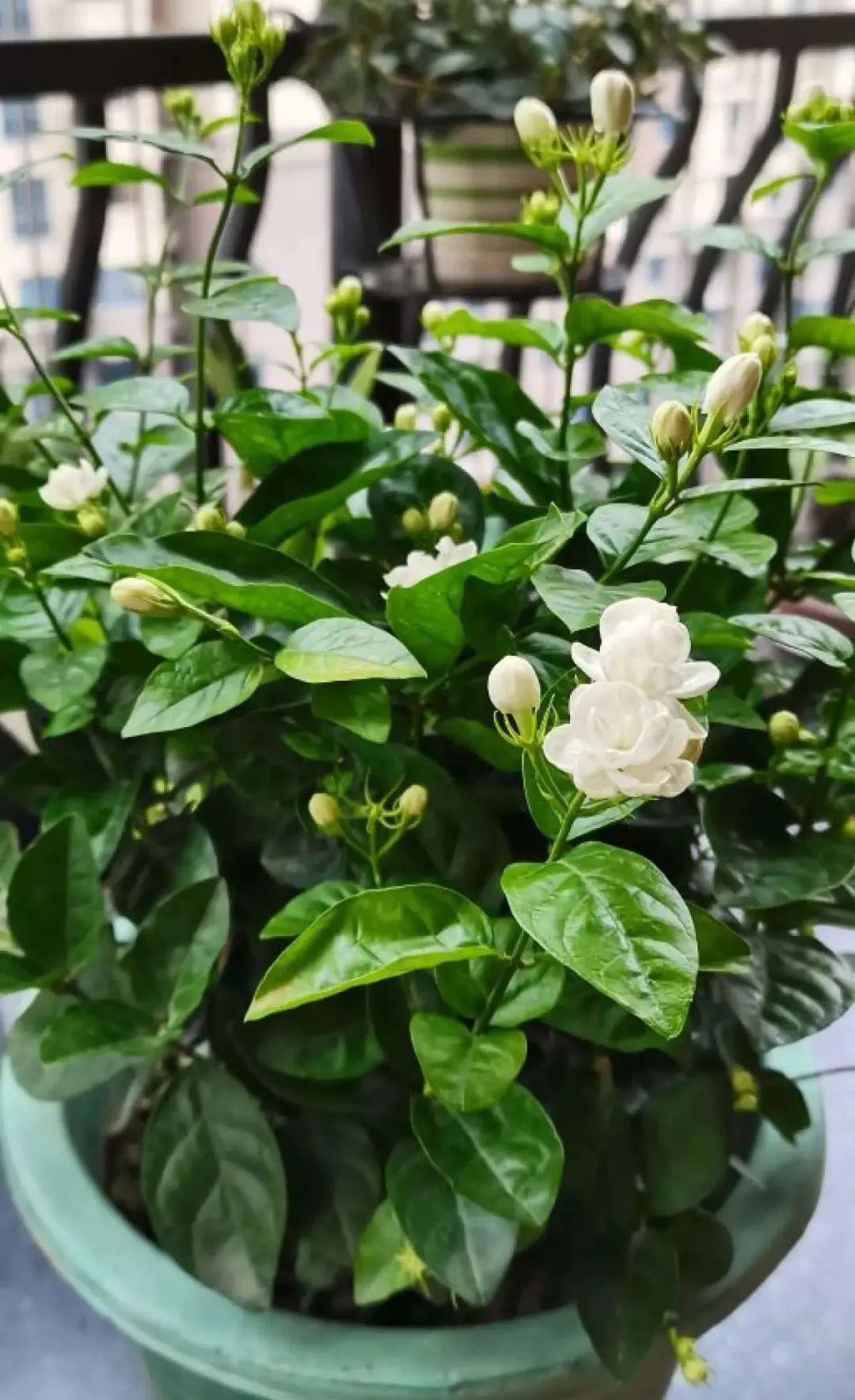 黄叶|给花浇水掺点白醋,植物根比萝卜还粗,健壮不黄叶