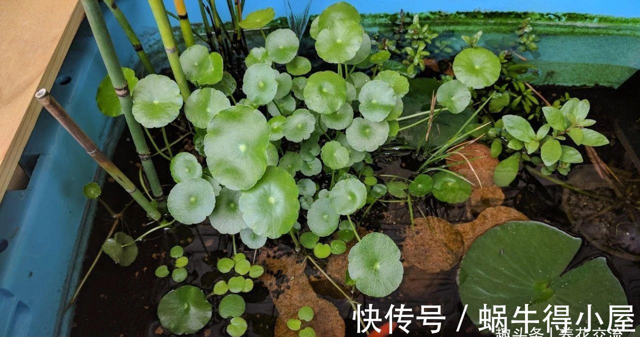 新手|水陆两栖的铜钱草,掌握三大技巧,园艺新手也能养好它