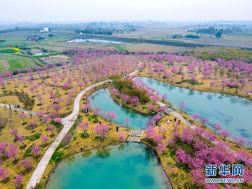 【“飞阅”中国】樱花满园似仙境