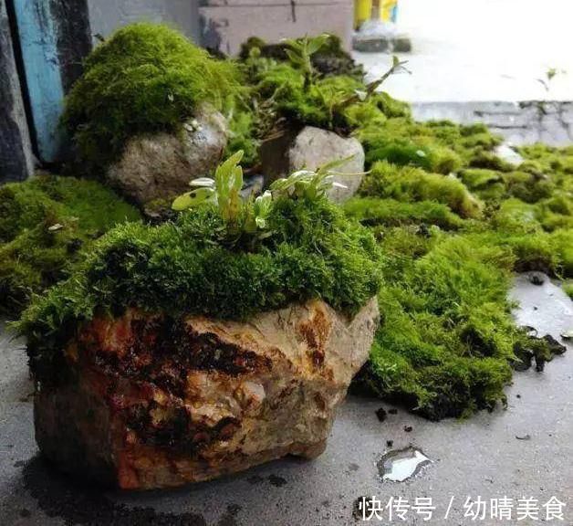 农村厕所旁挖的“青苔”,养在咸菜缸里,浇水就活,最少值一千块