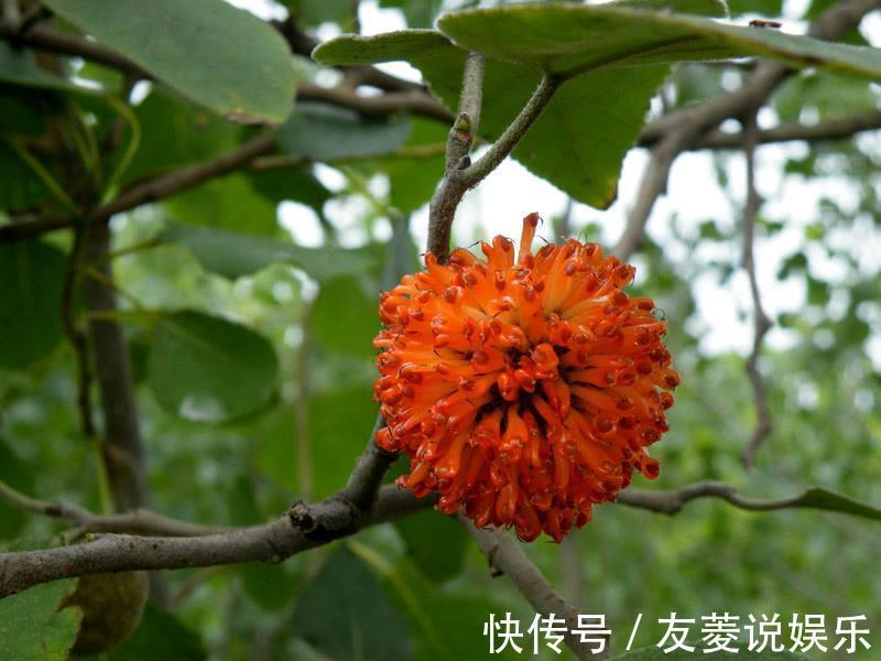 喂猪|这野果20年前遍地都是，农民砍了喂猪，不知是昂贵的补肾良子！