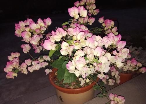 讨人喜爱的三角梅，越冬养护时需要多注意，环境温度不可小视