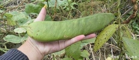  农村的稀罕蔬菜，好吃却没几个人懂做法，烂地里也没人采摘