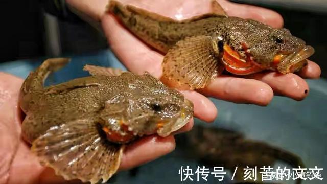 国内钓到这些“牢底坐穿鱼”,务必放生,每年都有人误钓它们被抓