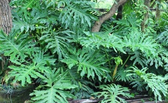 叶片|三伏天里,家里摆3种“叶子花”,叶子比花更漂亮,很有“档次”
