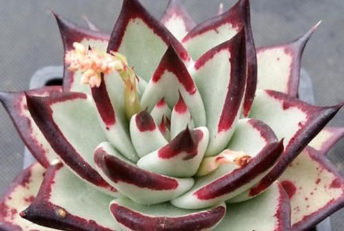 多肉从小苗养成老桩是什么样的体验？当然是没状态也成就感满满的