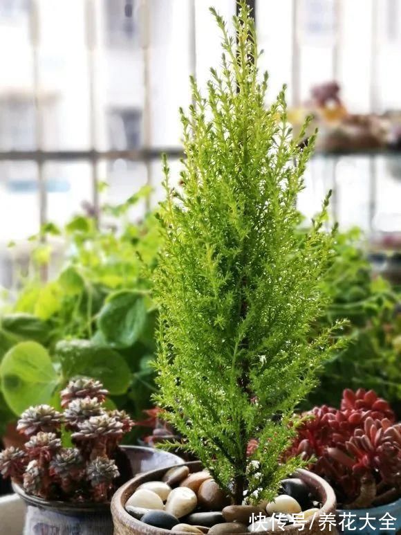 家里养一盆小香松,芬芳满室,满屋子都是高级香水味