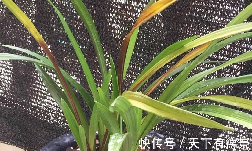 植料|兰花焦尖，该不该剪掉？分情况，还需多注意日常打理