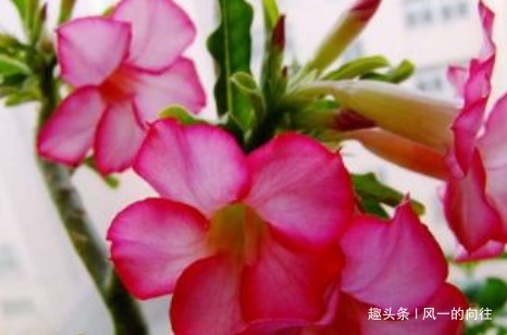 这3种“耐旱花”,一个月不浇水都没事,非常好养护轻松长爆盆