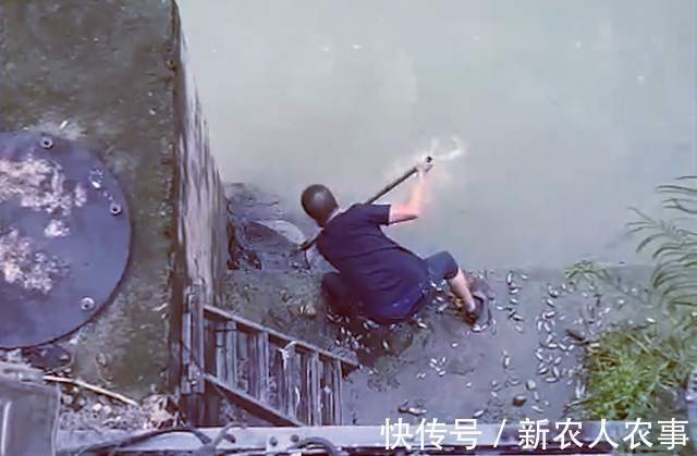 钓鱼|福建河边发生神奇的一幕,成千上万的鱼聚集在河边,有人用抄网捞