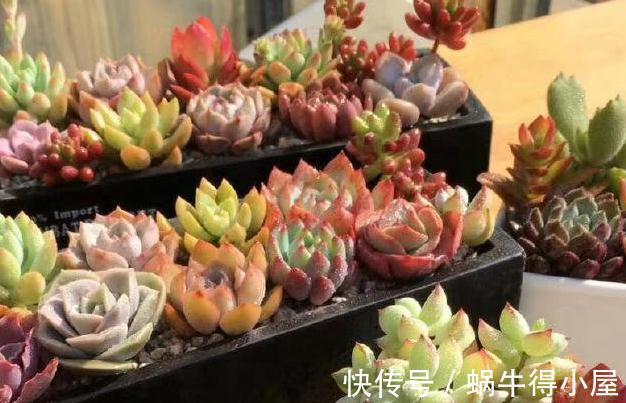 超级简单的几个防虫小妙招,让蚧壳虫和小黑飞无法接近你的多肉