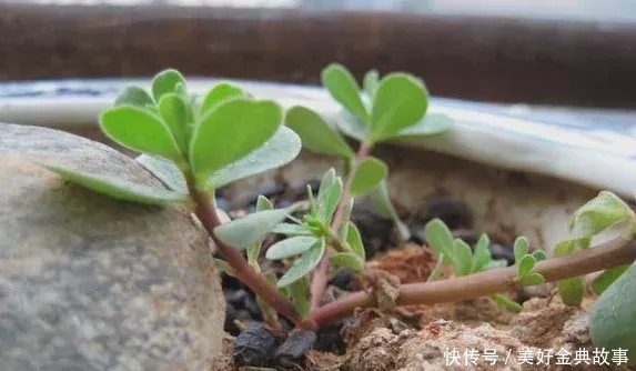 养了快十年花才明白，花盆里长的“杂草”别拔，留着很有用处