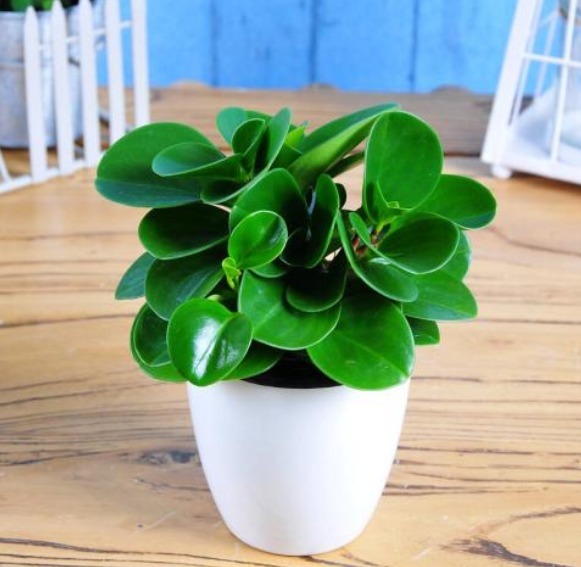 三种花很好养,叶子落地就有新根,不久就可轻松做到爆盆!