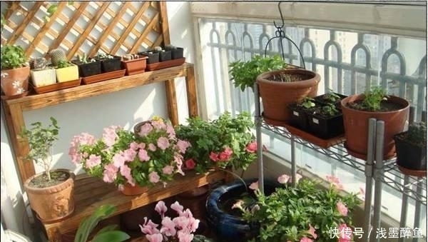 夏季来了,让你阳台爆满,几个小妙招,让你的阳台种上几十盆花