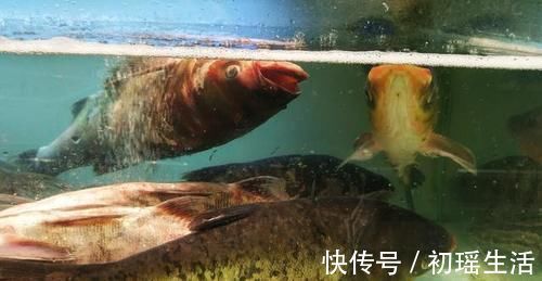 腌制|生啫鱼头这样做实在太好吃了,操作简单不放水,鲜香嫩滑腥味全无