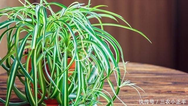 吸附灰尘的6种植物